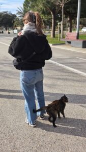 Katzenstadt Istanbul Katzenstadt Istanbul